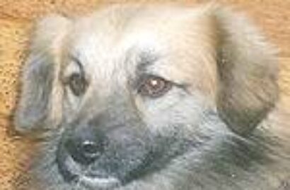 Miniaturka dla: Puzon