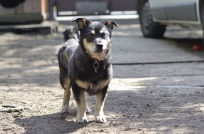 Miniaturka dla: Figiel