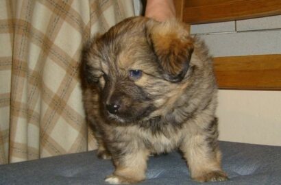Miniaturka dla: Inka