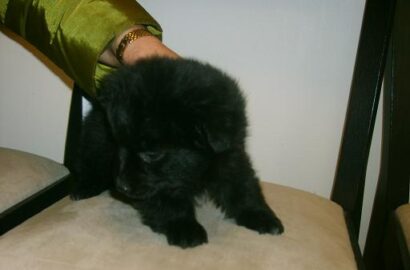 Miniaturka dla: Florek