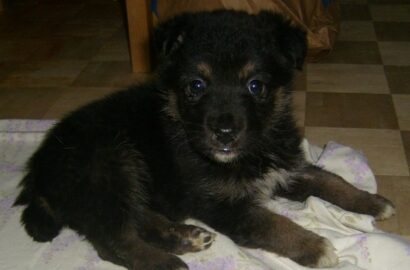 Miniaturka dla: Misia/ Niedźwiadka