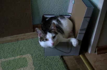 Miniaturka dla: Jaś