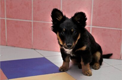 Miniaturka dla: Amor