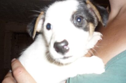 Miniaturka dla: Deedee