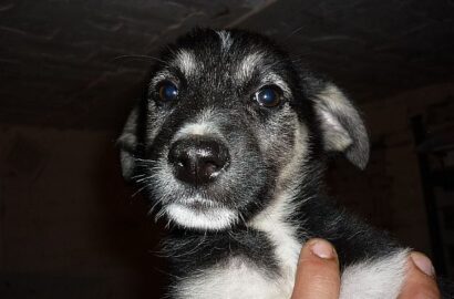 Miniaturka dla: Mozi