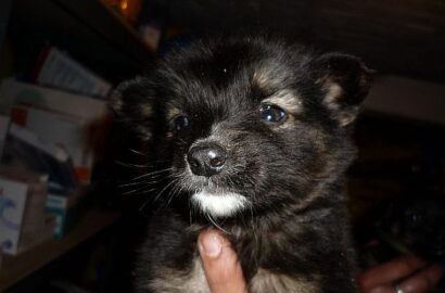 Miniaturka dla: Erni