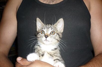 Miniaturka dla: Kitka/Bulimia