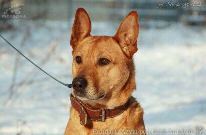 Miniaturka dla: Dingo/ Pies