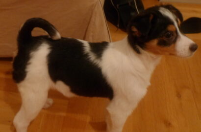 Miniaturka dla: Lala