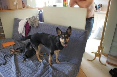 Miniaturka dla: Koko