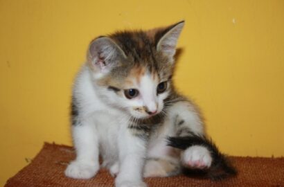 Miniaturka dla: Mozaika