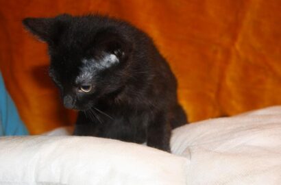Miniaturka dla: Blacky