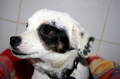 Miniaturka dla: Balerinka