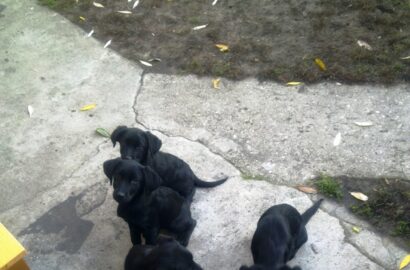 Miniaturka dla: 4 sunie mix Labradora