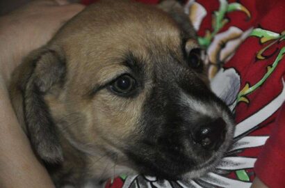 Miniaturka dla: Lidzbark