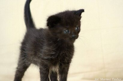 Miniaturka dla: Hundi