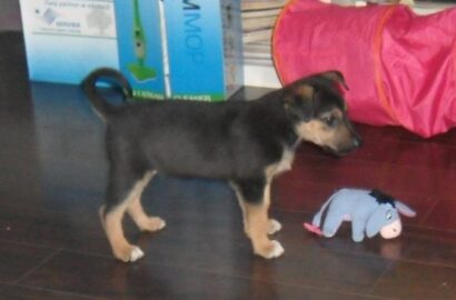 Miniaturka dla: Irina
