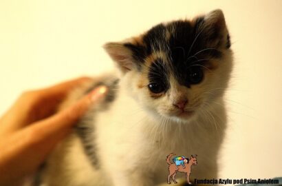 Miniaturka dla: Nowela