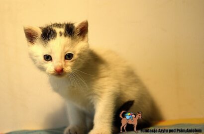 Miniaturka dla: Liryk