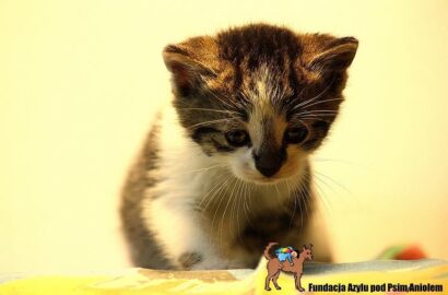 Miniaturka dla: Poemat