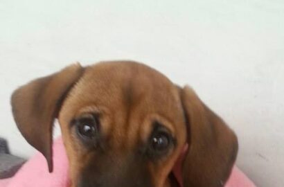 Miniaturka dla: Scooby