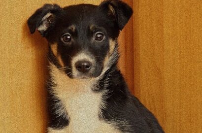 Miniaturka dla: Felunia