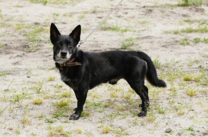 Miniaturka dla: Adaś