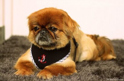 Miniaturka dla: Kuba