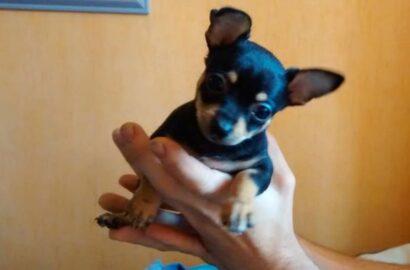 Miniaturka dla: Willy