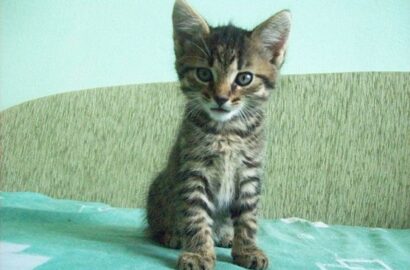 Miniaturka dla: Kier