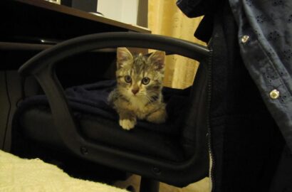 Miniaturka dla: Nela