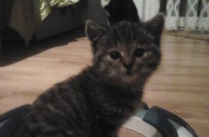 Miniaturka dla: kicia