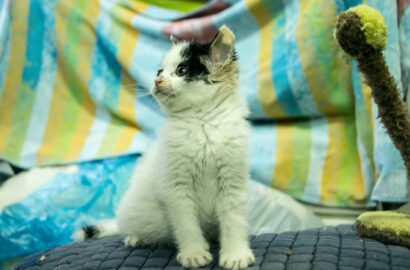 Miniaturka dla: Promil