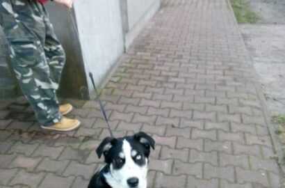 Miniaturka dla: Luna