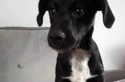 Miniaturka dla: Blacky