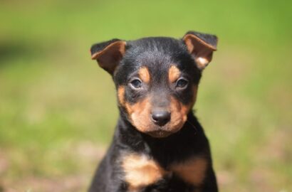 Miniaturka dla: Sachi