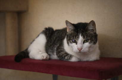 Miniaturka dla: Dzika