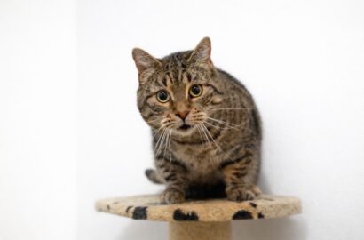 Miniaturka dla: Żonkil