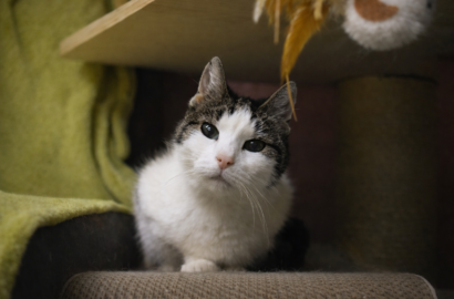 Miniaturka dla: Kinia