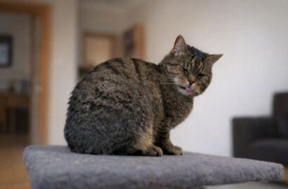 Miniaturka dla: Irys