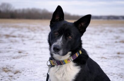 Miniaturka dla: Zeus