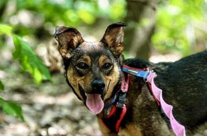 Miniaturka dla: Rina