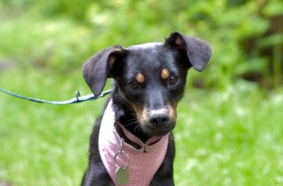 Miniaturka dla: Soraya