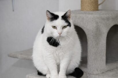 Miniaturka dla: Białasek