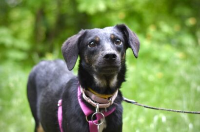 Miniaturka dla: Zari