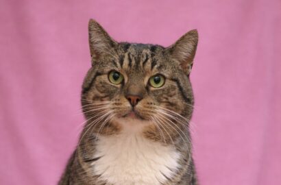 Miniaturka dla: Burasek