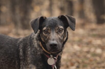 Miniaturka dla: Kalia