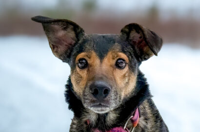 Miniaturka dla: Kenza