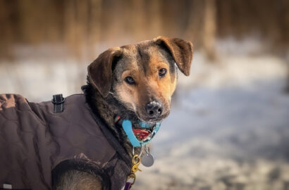 Miniaturka dla: Amina