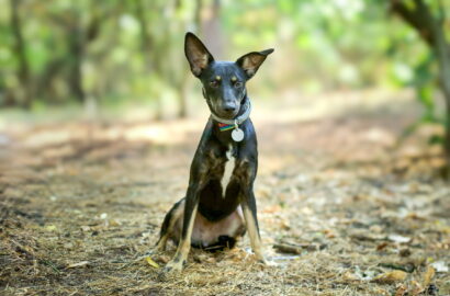 Miniaturka dla: Naila